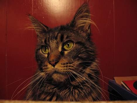 Maine Coon Champagnes Mustang (Musta - Her sidder han ved køkkenbordet, og så så uskyldig ud. - Men det er lige indtil at han finder noget han kan sjæle! billede 5