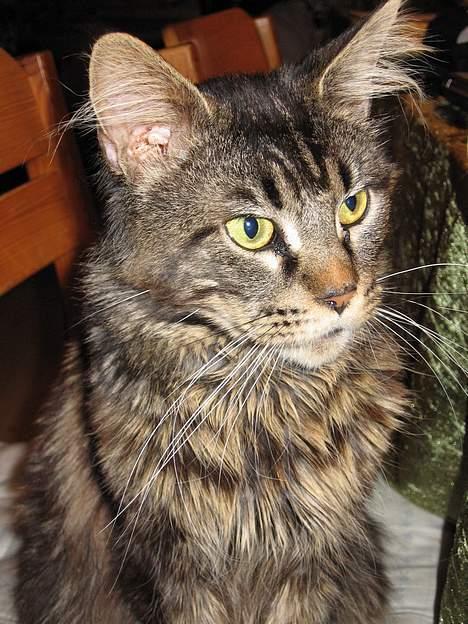 Maine Coon Champagnes Mustang (Musta billede 6