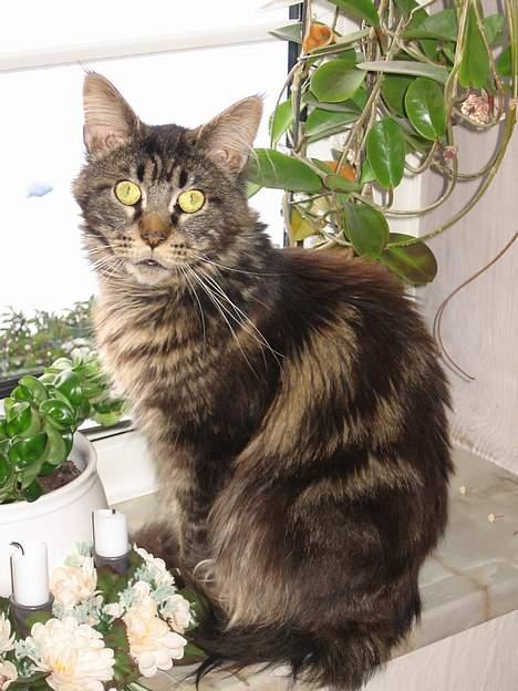 Maine Coon Champagnes Mustang (Musta - Bangebuksen-Musta. Han elsker at sidde og kigge ud af vinduet og brokke sig over fuglene udenfor. Men hvis han så endelig kommer ud, piver han og vil ind! billede 7