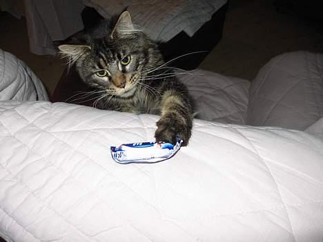 Maine Coon Champagnes Mustang (Musta - Et bevis på den stjæler! - og så endda mit chokolade. ö billede 8