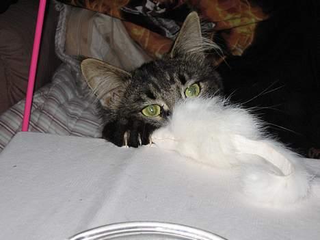 Maine Coon Champagnes Mustang (Musta - Musta er en rigtig legesyg kat,  og går helt amok når han ser denne hvide mus. billede 9