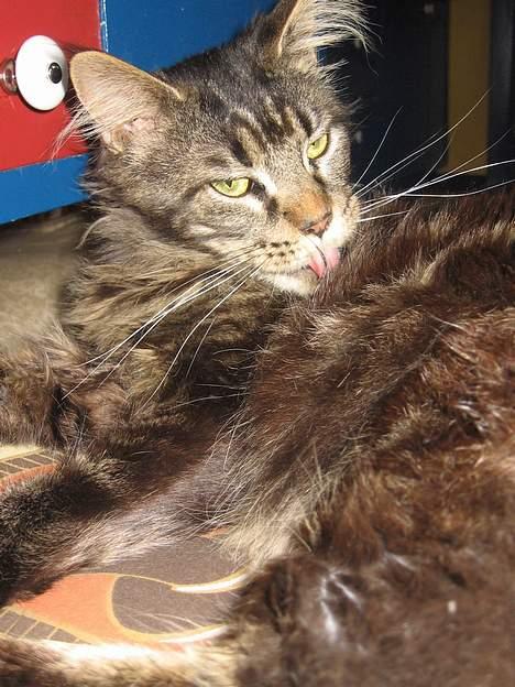 Maine Coon Champagnes Mustang (Musta billede 10