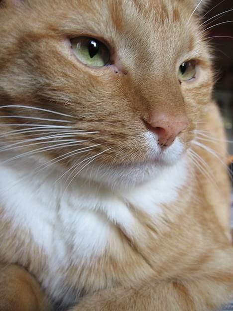 Huskat Arnold billede 1