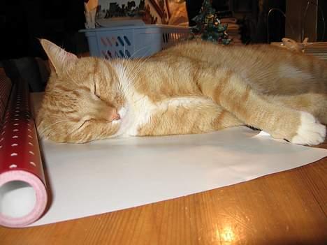 Huskat Arnold - Den har en meget dårlig vane med altid skal ligge på spisebordet og sove. billede 2