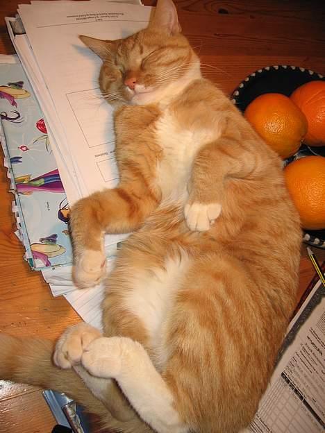 Huskat Arnold - Ja, igen ligger den bare og dovner. Og så på mine lektier ö billede 3