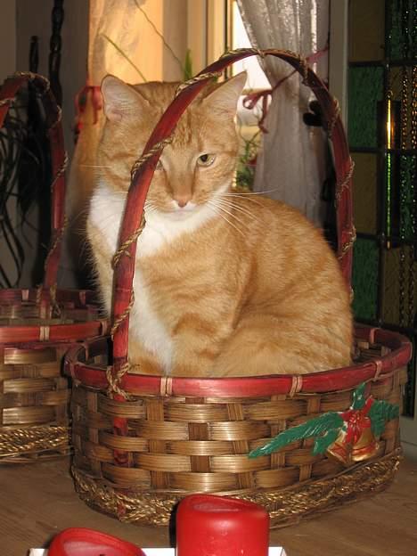 Huskat Arnold - Et billede fra julen. Ja, hvis der er en kasse eller noget ligende skal den sidde i den. billede 4