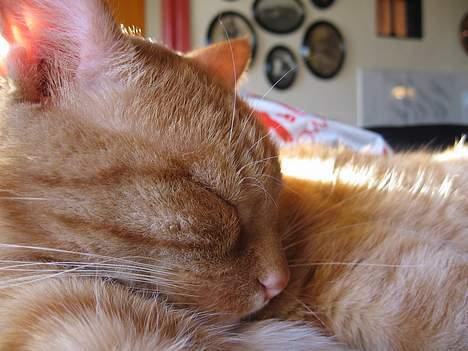 Huskat Arnold billede 5