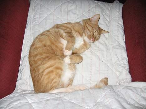 Huskat Arnold billede 6