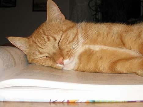 Huskat Arnold - Jeg fik så heller ikke lavet lektier den dag.. billede 7