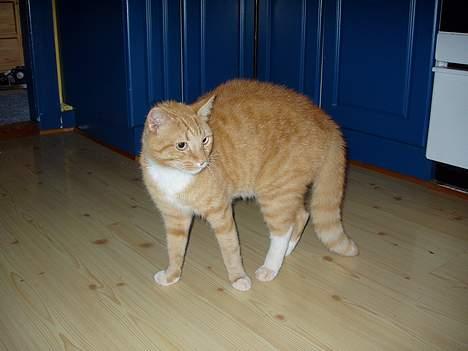 Huskat Arnold - Billede er fra første gang den så Musta. billede 8