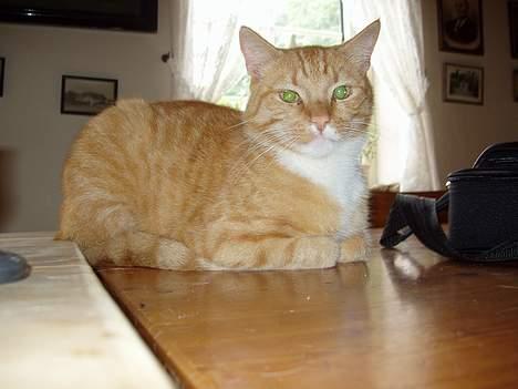 Huskat Arnold billede 9