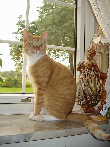 Huskat Arnold billede 10