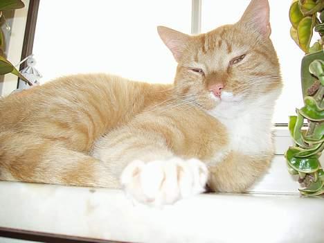 Huskat Arnold billede 11