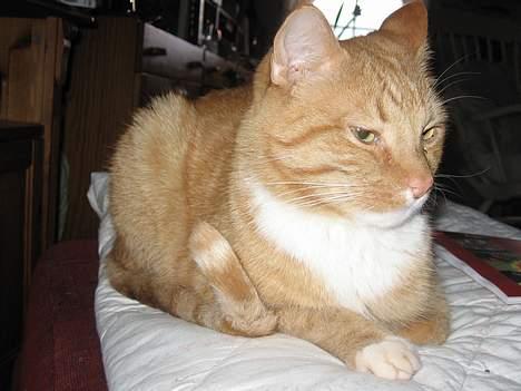 Huskat Arnold billede 12