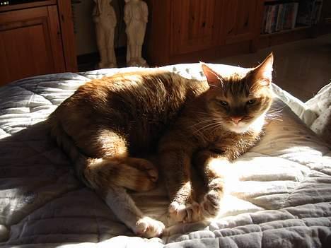 Huskat Arnold billede 13