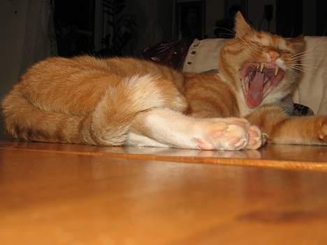 Huskat Arnold - Gaaab.. Dovne kat!! billede 14