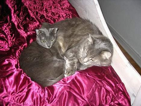 Korat Lucky - Lucky og Fluffy kort efter deres ankomst fra Australien billede 11