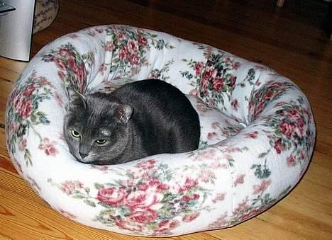 Korat Lucky billede 12