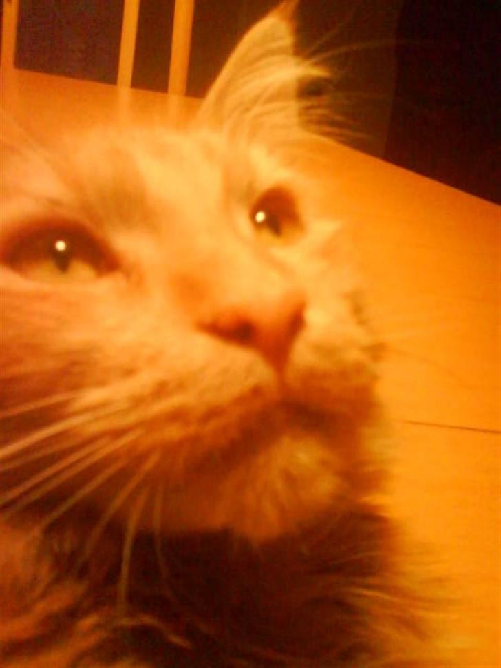 Blanding af racer  Maincoon Sigurd billede 2