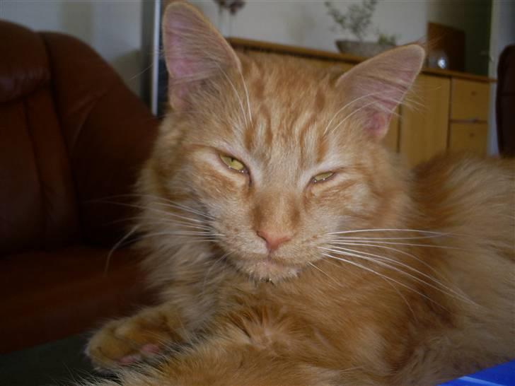 Blanding af racer  Maincoon Sigurd billede 3