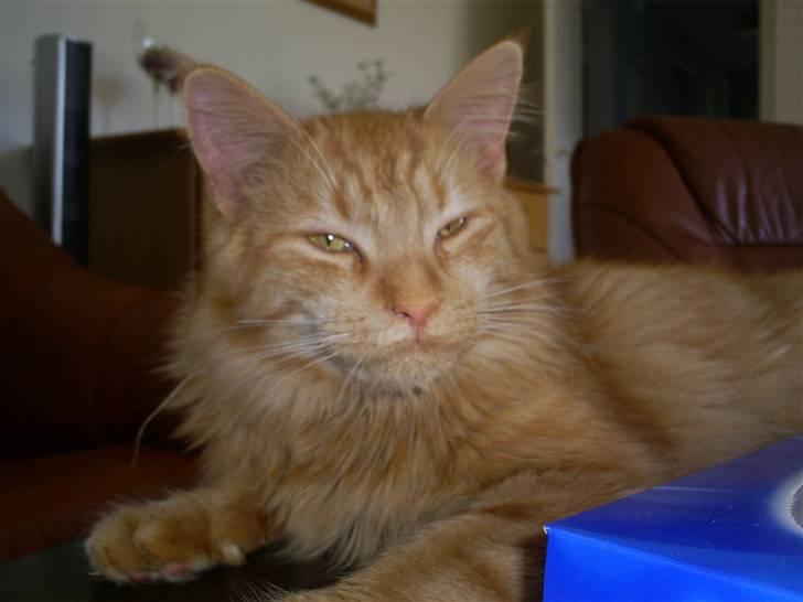 Blanding af racer  Maincoon Sigurd billede 4