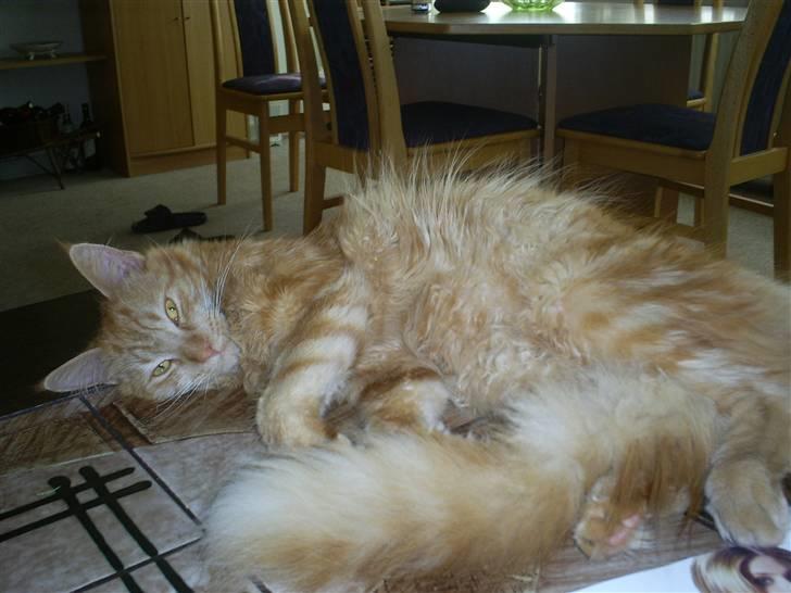 Blanding af racer  Maincoon Sigurd billede 5