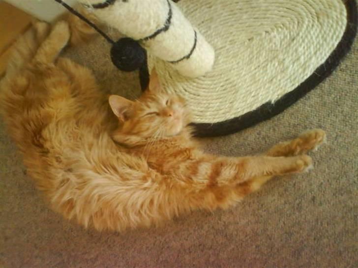 Blanding af racer  Maincoon Sigurd billede 6