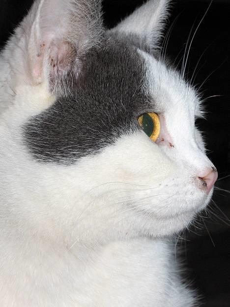 Huskat Rullie billede 1