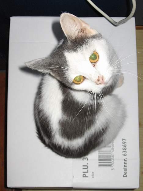 Huskat Rullie billede 2