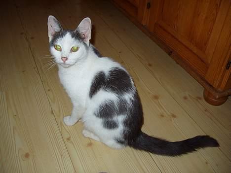 Huskat Rullie billede 3