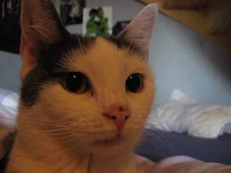 Huskat Rullie billede 4