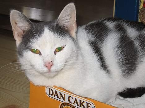 Huskat Rullie billede 5