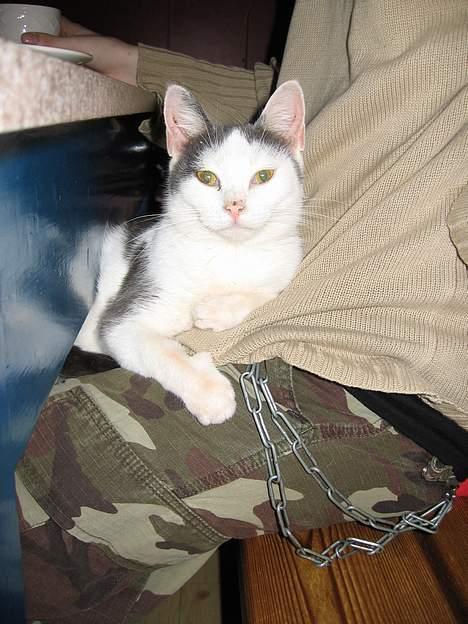 Huskat Rullie billede 6