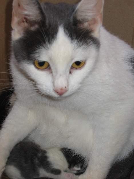 Huskat Rullie billede 7