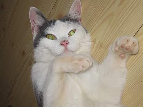 Huskat Rullie billede 8