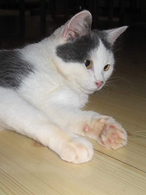 Huskat Rullie billede 9