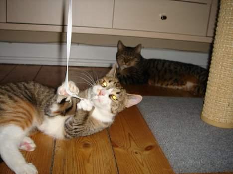 Huskat Luna & Capella - Capella & Luna billede 1