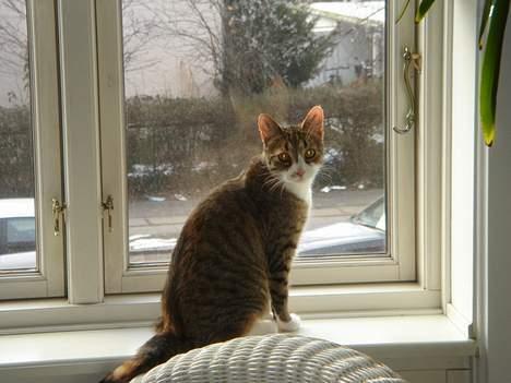 Huskat Luna & Capella - Capella  billede 2