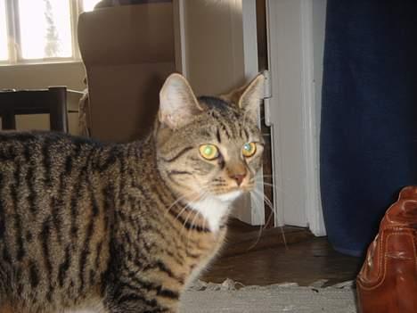 Huskat Luna & Capella - Luna billede 3