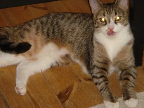 Huskat Luna & Capella - Capella billede 4