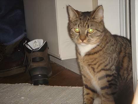 Huskat Luna & Capella - Luna billede 5