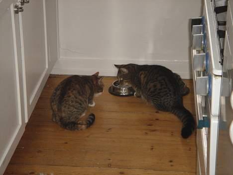 Huskat Luna & Capella - iiiiihhh hvor du smasker!!!!!! billede 6