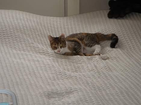 Huskat Luna & Capella - Er jeg ikke bare dejlig billede 7