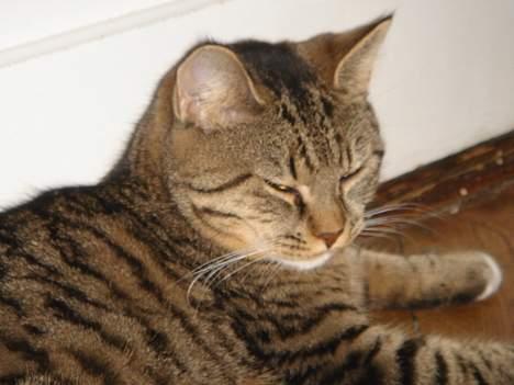 Huskat Luna & Capella - Tid til en lur billede 8