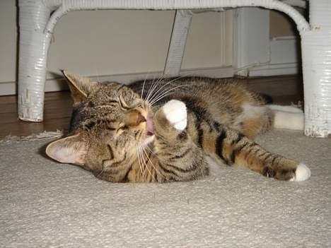 Huskat Luna & Capella - Jeg bliver så fin billede 9