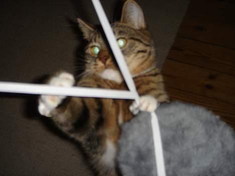 Huskat Luna & Capella - Jeg laver lige Eifeltårnet billede 10