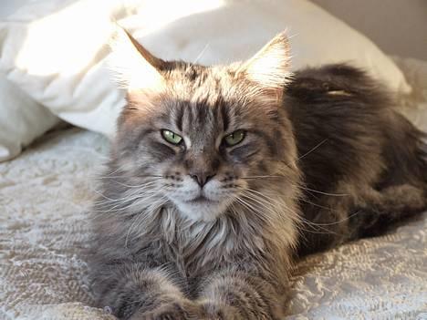 Maine Coon Hyrrokin - det er mig der bestemmer her, tror jeg nok:) billede 8