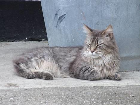 Maine Coon Hyrrokin - lækkert med lidt frisk luft, uden hale. billede 9