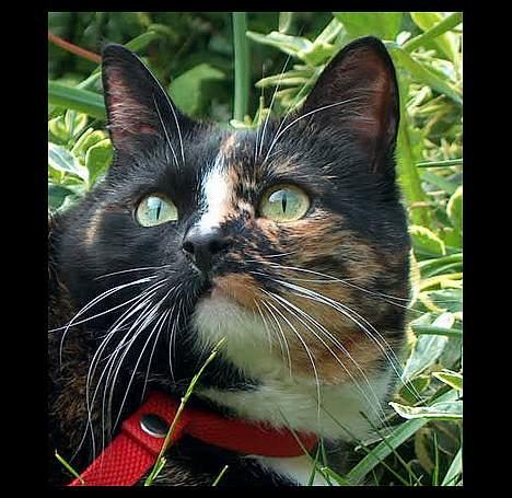 Huskat GISMO billede 1