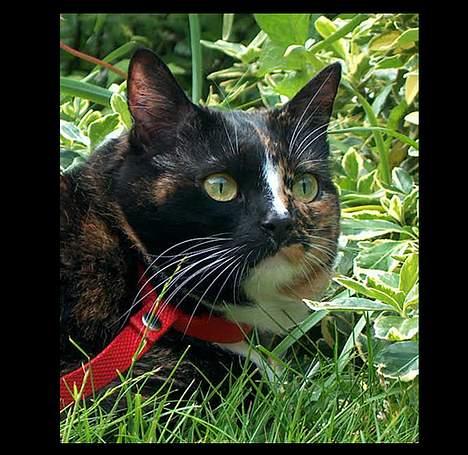 Huskat GISMO billede 2